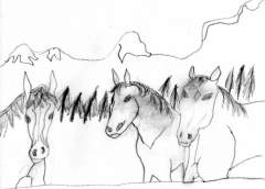 Wild Horses.jpg