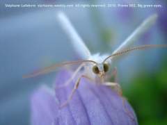 002 - slartzone - Big green eyes