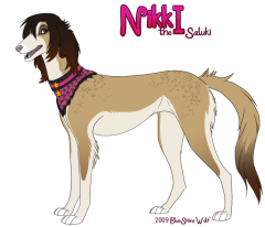 nikki the saluki