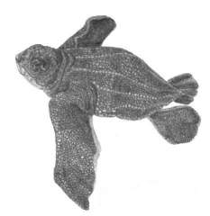 leatherback turtle hatchling