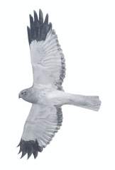hen harrier