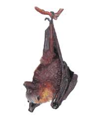 bat