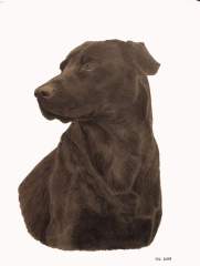 labrador