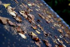 Dried
