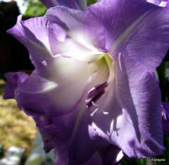 Fialov - Beautiful purple flower in close-up