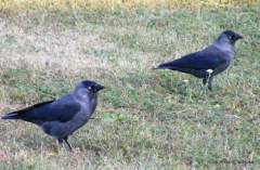 Kavky v "Kavkově ulici" v Praze Dejvic