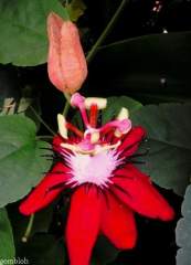 Wild flowers at the zoo