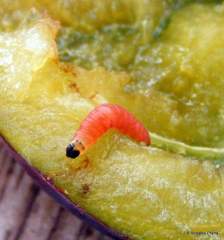 červ - orange caterpillar