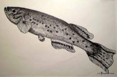Fundulus