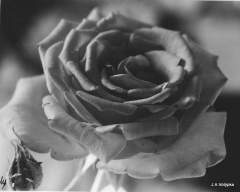 Rosa BW
