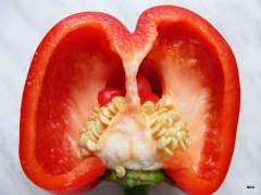 Paprika