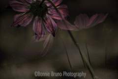 In the Night Garden by bbrunophotography.jpg