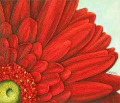 red gerbera