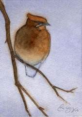 Cedar Waxwing by Artquez