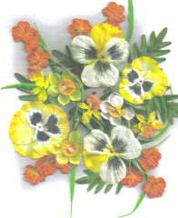 Pretty Pansy Flowers