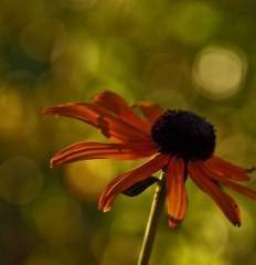 Good Morning by bbrunophotography.jpg
