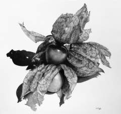 physalis carbon and charcoal by gringrimaceandsqueak