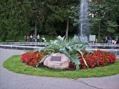 Beautiful Summer Plants