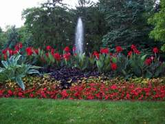 Beautiful Summer Plants