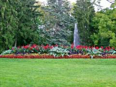 Beautiful Summer Plants