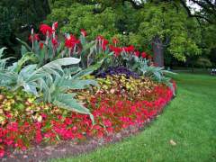 Beautiful Summer Plants