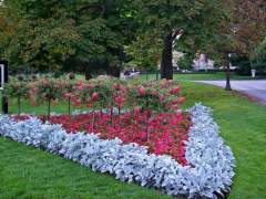 Beautiful Summer Plants
