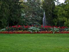 Beautiful Summer Plants