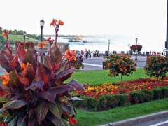 Summer Flower Gardens