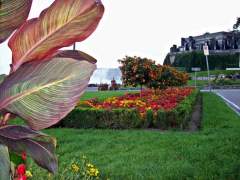 Summer Flower Gardens