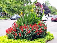 Summer Flower Gardens