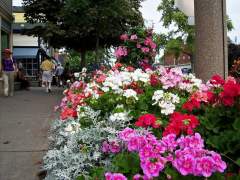 Summer Flower Gardens