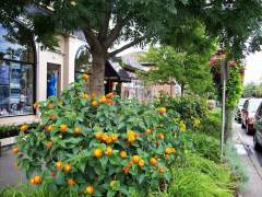 Summer Flower Gardens