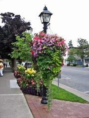 Summer Flower Gardens