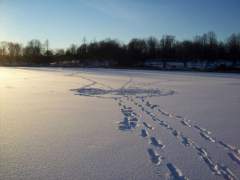 The Pond Is Frozen Over Finally