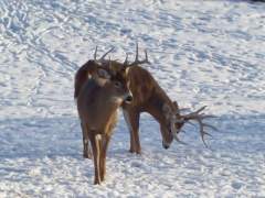 Two Large Bucks
