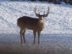 His Name Is Torn Ear