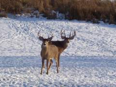 Two Large Bucks