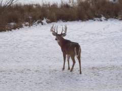 His Name Is Torn Ear