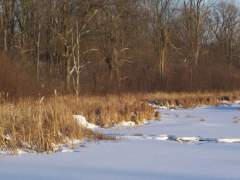 The Pond Is Frozen Over Finally