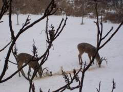 The deer and a few rabbits having dinner