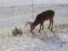 Two Rabbits And A Deer