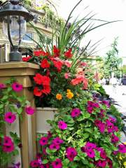 Summer Flower Gardens