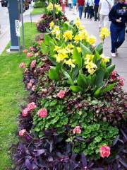 Summer Flower Gardens