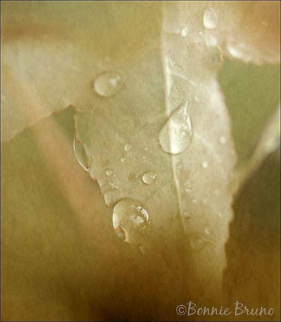 leaf study by bbrunophotography