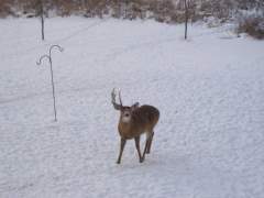 Torn Ear Looses An Antler