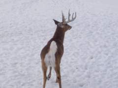 Torn Ear Looses An Antler