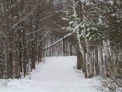 A Snowy Trail