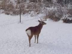 Torn Ear Looses An Antler