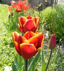 Tulip