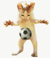 :985456338_catwithball: